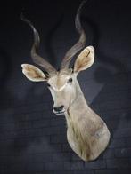 Greater Kudu Shoulder-mount - Schedel - Tragelaphus, Verzamelen, Dierenverzamelingen, Nieuw