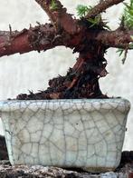 Jeneverbes bonsai (Juniperus) - Hoogte (boom): 20 cm -