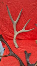 Virginia-deer, Siberische ree - Reeën en anderen Hoorns -, Nieuw