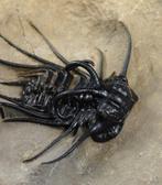 Beste trilobiet met een tweede op de steen. - Gefossiliseerd, Verzamelen