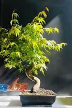 Japanese maple bonsai (Acer palmatum) - Hoogte (boom): 75 cm