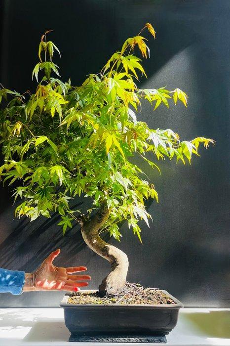 Japanese maple bonsai (Acer palmatum) - Hoogte (boom): 75 cm, Antiek en Kunst, Curiosa en Brocante