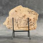 Magnifique tranche de bois pétrifié sur un support