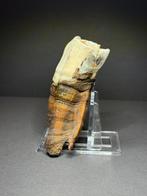 Rhinocéros laineux - Molaire fossile - Coelodonta, Collections