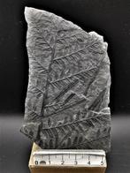 Fougère - Plante fossilisée - Alethopteris lonchitica
