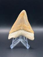 Megalodon - Fossiele tand - Carcharias Megalodon - 6.6 cm -, Verzamelen
