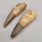 Dinosaurus - Fossiele tanden - Spinosaurus aegyptiacus - 68
