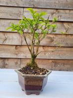 callicarpa bodinieri bonsai - Hoogte (boom): 20 cm - Diepte, Antiquités & Art, Art | Peinture | Classique