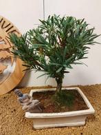 Boeddha-den bonsai (Podocarpus macrophyllus) - Hoogte