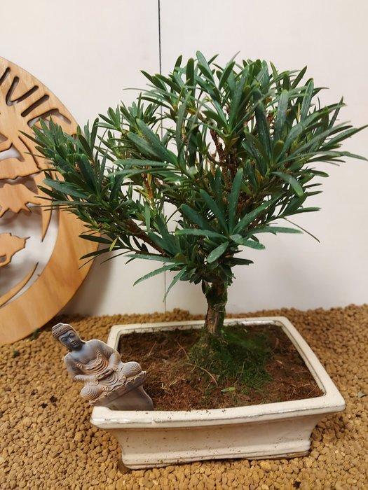 Boeddha-den bonsai (Podocarpus macrophyllus) - Hoogte, Antiquités & Art, Curiosités & Brocante