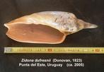 Zeeslak Zeeschelp - Seltene große Zidona dufresnii (Zonder, Nieuw