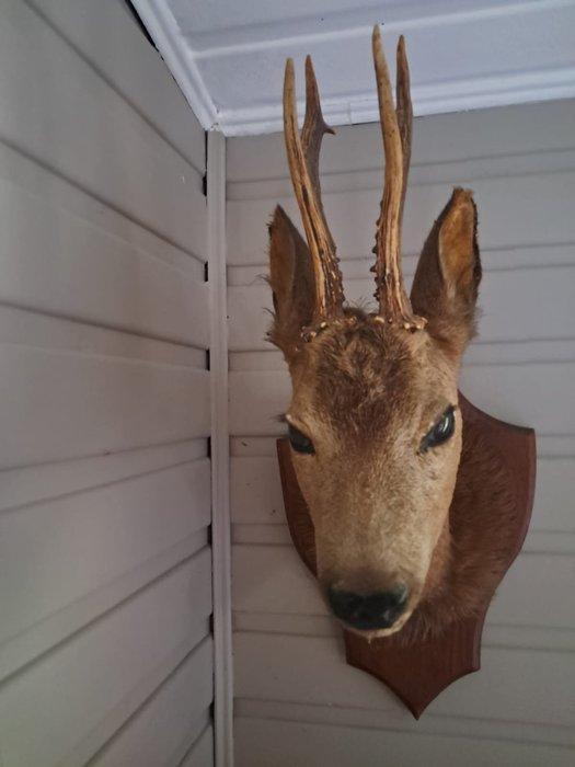 Chevreuil Support de corps entier pour taxidermie -, Verzamelen, Dierenverzamelingen