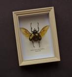 Kever Taxidermie volledige montage - Chalcosoma atlas atlas, Nieuw