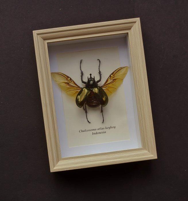 Kever Taxidermie volledige montage - Chalcosoma atlas atlas, Verzamelen, Dierenverzamelingen