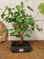 Morus - Hoogte (boom): 51 cm - Diepte (boom): 37 cm -, Antiek en Kunst