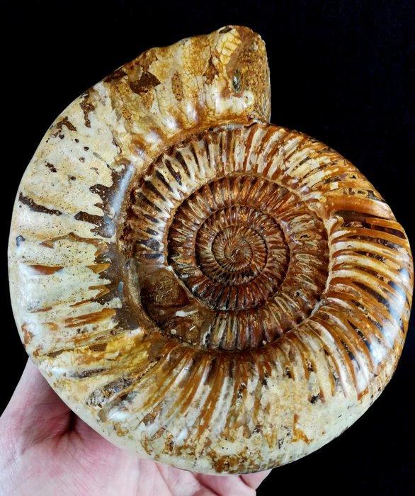 Ammoniet - Gefossiliseerd dier - Dichotomosphinctes, Verzamelen, Mineralen en Fossielen