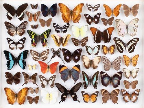Papillons mélangés du monde - Nyphalidae, Pieridae,, Verzamelen, Dierenverzamelingen
