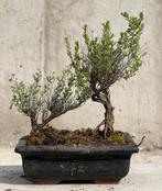 Bonsai Tijm - Hoogte (boom): 17 cm - Diepte (boom): 20 cm -, Antiek en Kunst