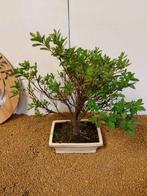 Bonsaï Azalée (Rhododendron) - Hauteur (arbre) : 37 cm -