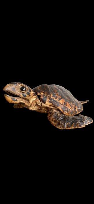 Schildpad Taxidermie volledige montage - Eretmochelys, Collections, Collections Animaux
