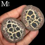 Nodulo Septaria 50 miljoen jaar Geode van Septaria uit