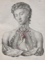 Friedrich Tiedemann - Tabulae arteriarum corporis humani.