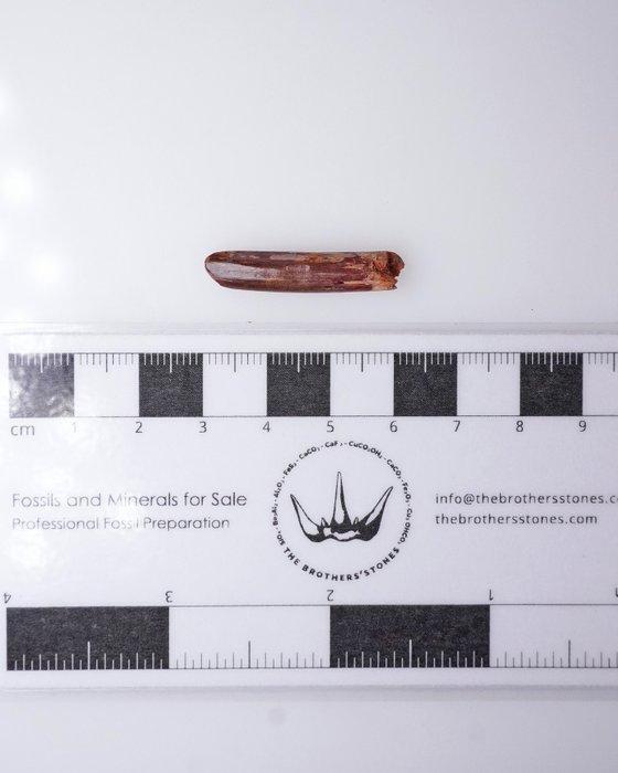 Dinosaurus - Fossiele tand - Rebbachisaurus sp. - 3.1 cm -, Verzamelen, Mineralen en Fossielen