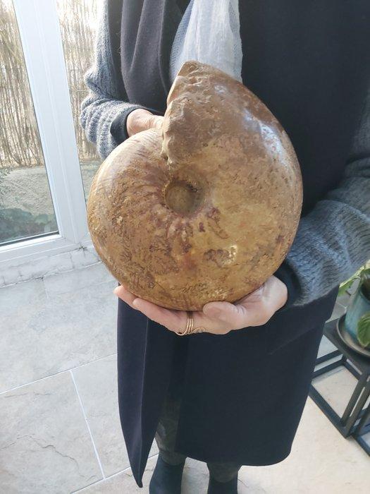 Ammoniet - Gefossiliseerde schelp - Macrocephalites, Verzamelen, Mineralen en Fossielen