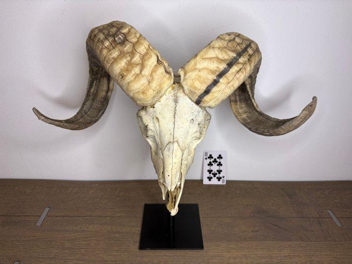 ramschedel op standaard Schedel op een standaard - Ovis, Antiquités & Art, Curiosités & Brocante