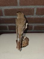Europese Nachtegaal Taxidermie volledige montage - Luscinia, Nieuw