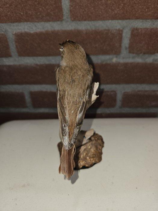 Europese Nachtegaal Taxidermie volledige montage - Luscinia, Verzamelen, Dierenverzamelingen