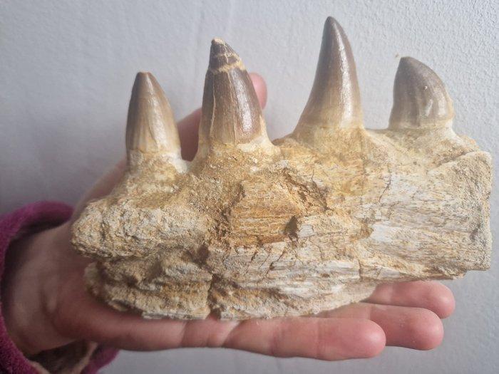 Mosasaurus - Gefossiliseerde kaak - 16.5 cm - 12 cm (Zonder, Verzamelen, Mineralen en Fossielen