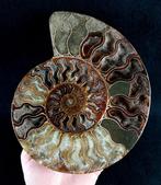 Ammoniet - Gefossiliseerd dier - Aioloceras (Cleoniceras)