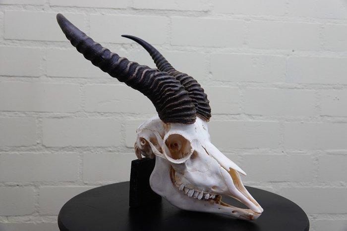 Springbok Schedel - Antidorcas marsupialis - 0 cm - 0 cm - 0, Antiek en Kunst, Curiosa en Brocante