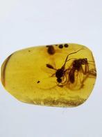 Insecten exemplaren - Barnsteen - Mantispidae and ichneumon