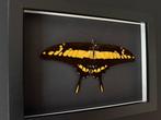 Vlinder Taxidermie volledige montage - Papilio Thoas - La
