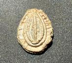 Médiéval, époque des Croisés Plomb Assiette ovale avec une