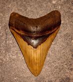 Megalodon - Fossiele tand - Otodus (Carcharocles) megalodon