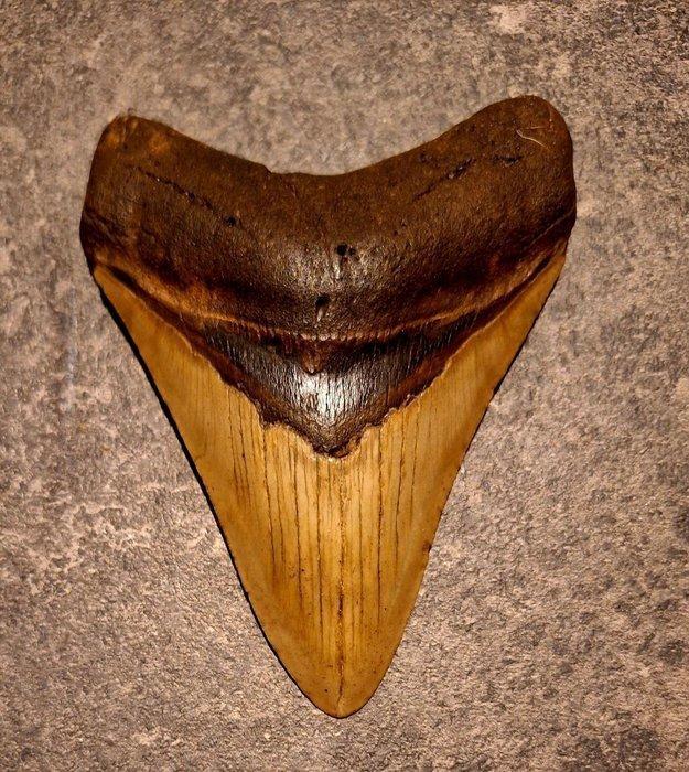 Megalodon - Fossiele tand - Otodus (Carcharocles) megalodon, Verzamelen, Mineralen en Fossielen