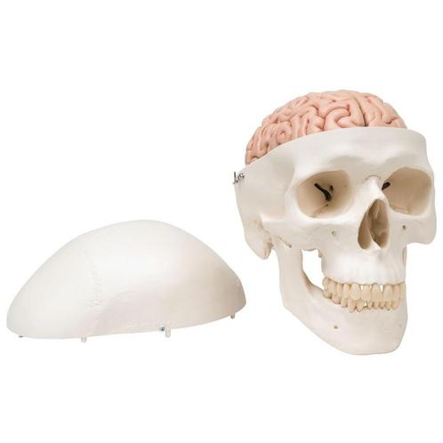 Anatomisch model schedel met hersenen ST-ATM 15, Diversen, Verpleegmiddelen, Verzenden