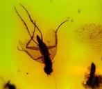 Fossil-Verbazingwekkende Hoge Dominicaanse Kwaliteit -