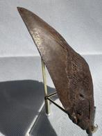 Megalodon - Fossiele tand - Carcharocles megalodon - 12.6 cm, Verzamelen, Mineralen en Fossielen