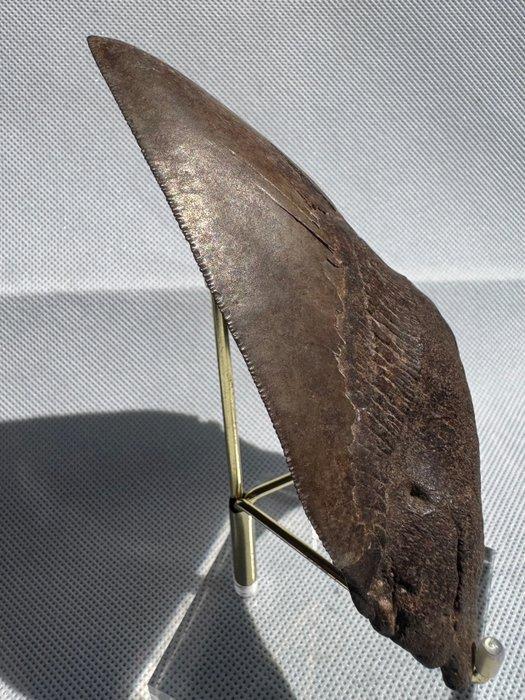 Megalodon - Fossiele tand - Carcharocles megalodon - 12.6 cm, Verzamelen, Mineralen en Fossielen