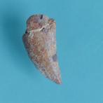 Dinosaurus - Fossiele tand - Abelisaurus - 20 mm - 10 mm