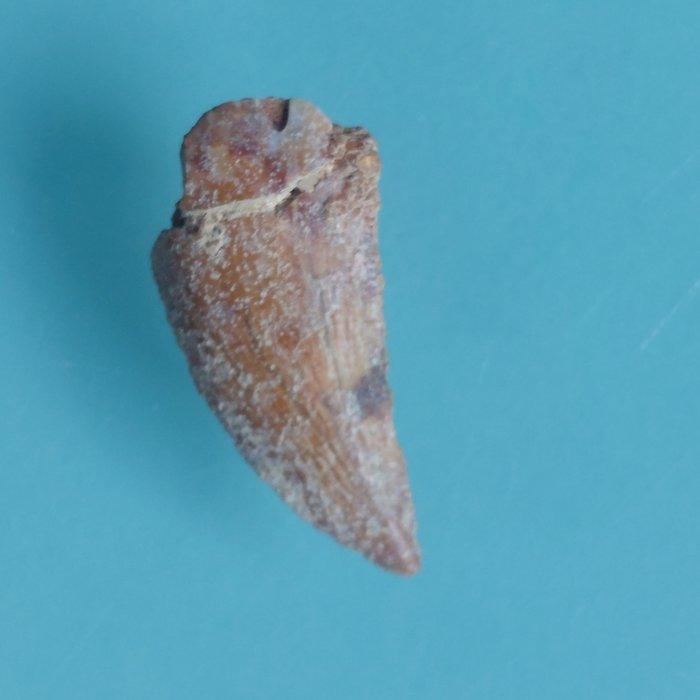 Dinosaurus - Fossiele tand - Abelisaurus - 20 mm - 10 mm, Collections, Minéraux & Fossiles