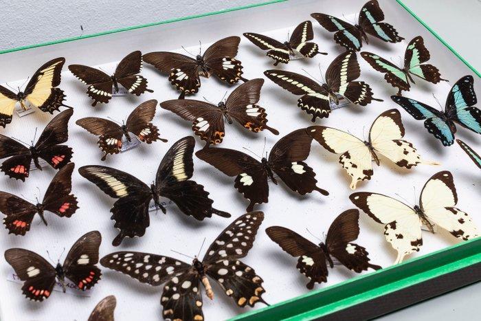 Papillons mélangés du monde - Collection antique -, Collections, Collections Animaux