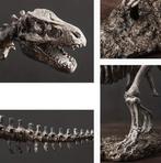 Tyrannosaurus rex XXL - Fossiel skelet - 45 cm (Zonder