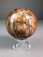 Fossiele houten bol - Fossiel fragment - 8.2 cm - 8.2 cm