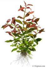 Lagenandra meeboldii Red round in vitro - Copy, Dieren en Toebehoren, Vissen | Aquaria en Toebehoren, Verzenden, Nieuw