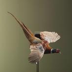 Fazant Vliegend Taxidermie Opgezette Dieren By Max, Ophalen of Verzenden, Nieuw, Vogel, Opgezet dier